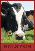 holstein dairy cow holstein dairy cow